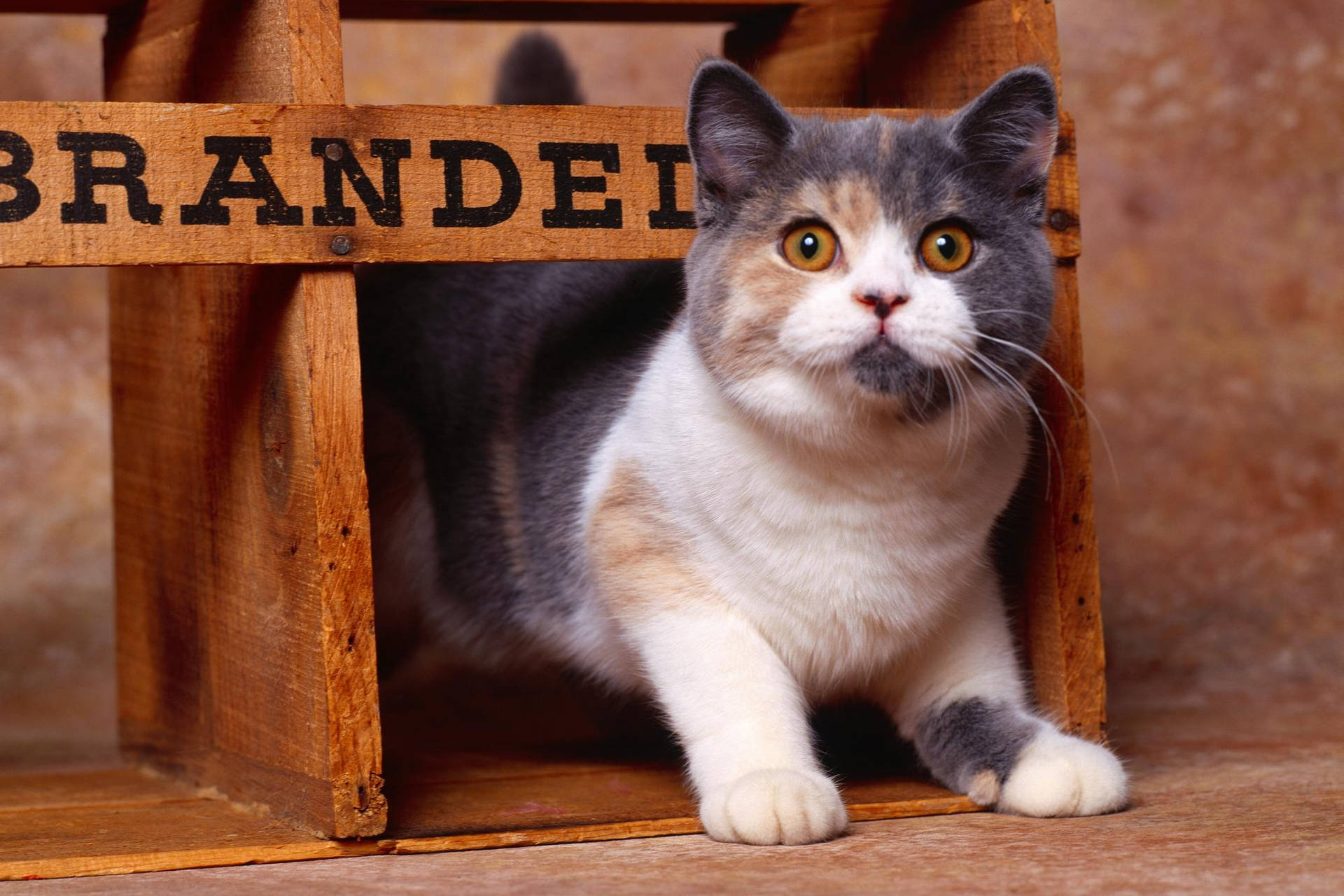 A Cat Is Standing In A Wooden Crate Background