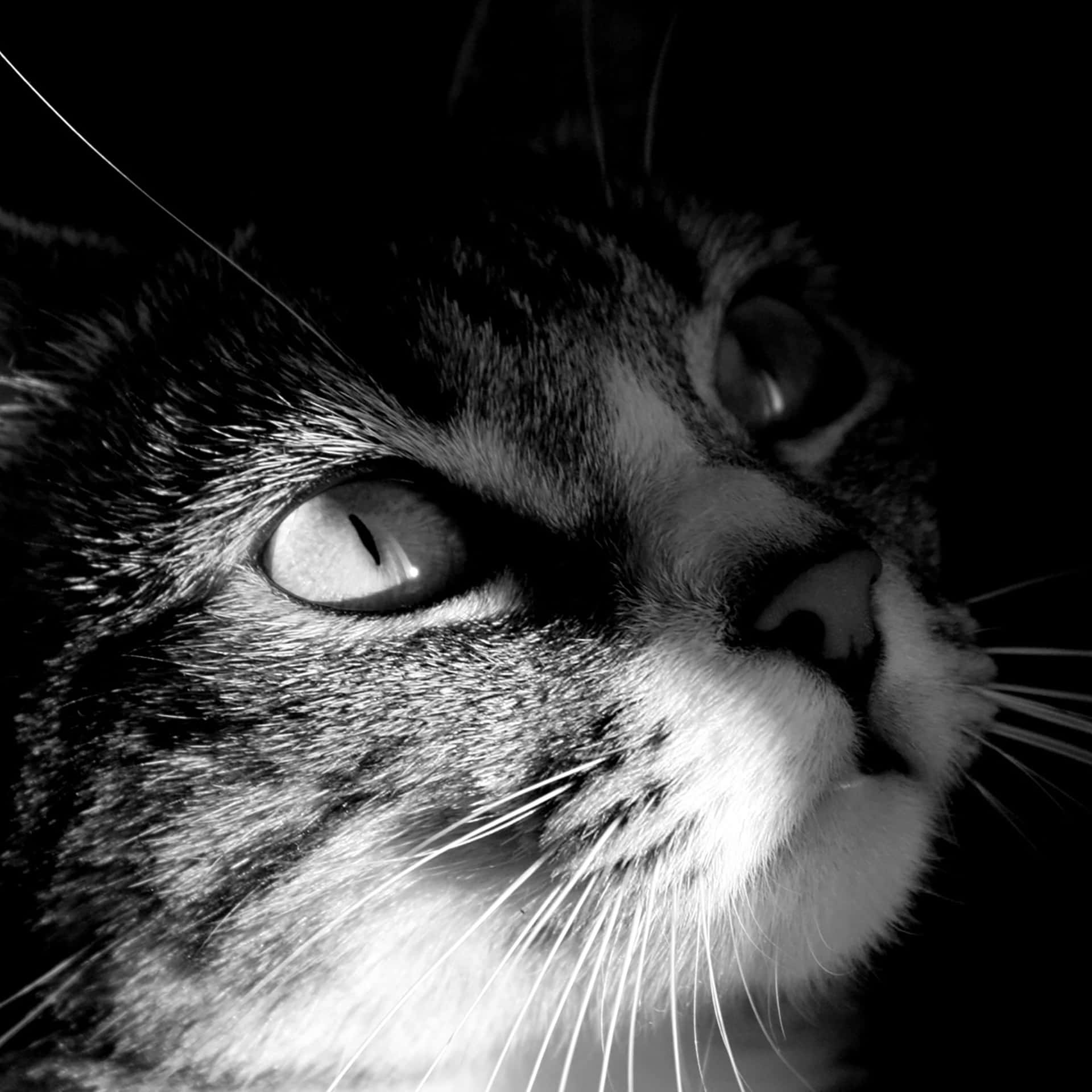 A Cat Is Staring At The Camera Background