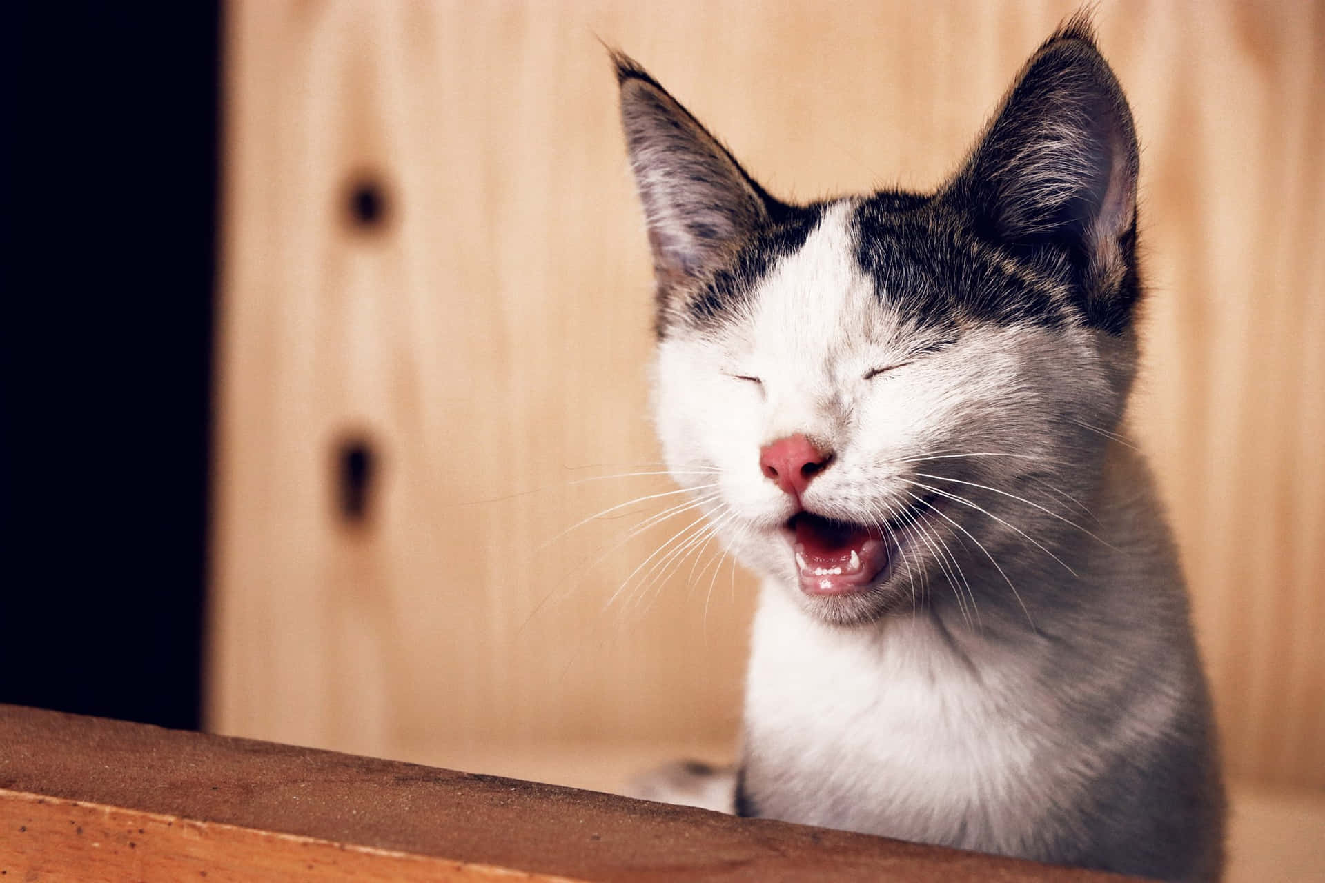 A Cat Is Yawning While Sitting On A Wooden Table