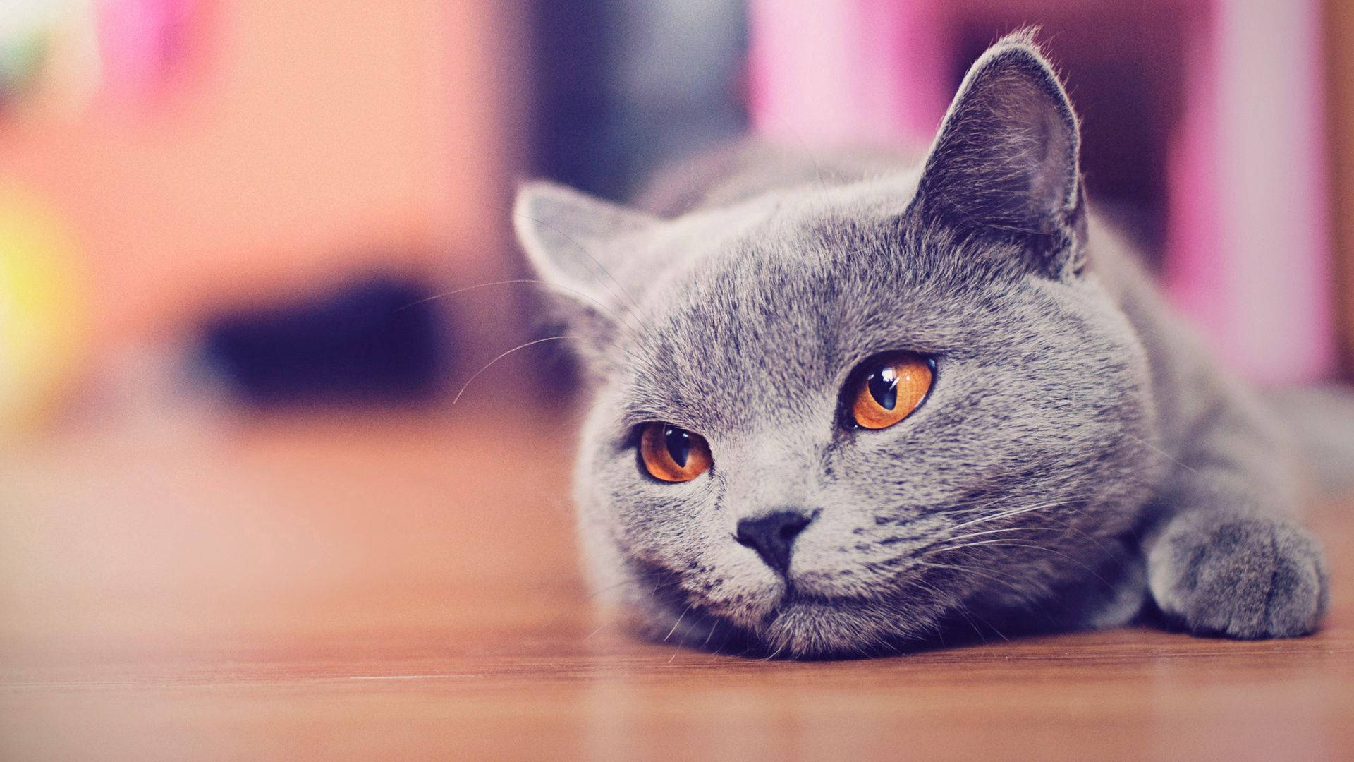 A Cat Lying Down, Looking Around Background