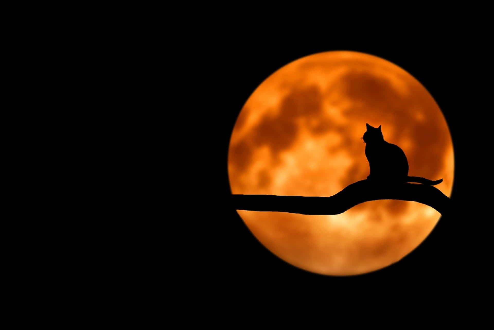 A Cat Sitting On A Branch In Front Of A Full Moon