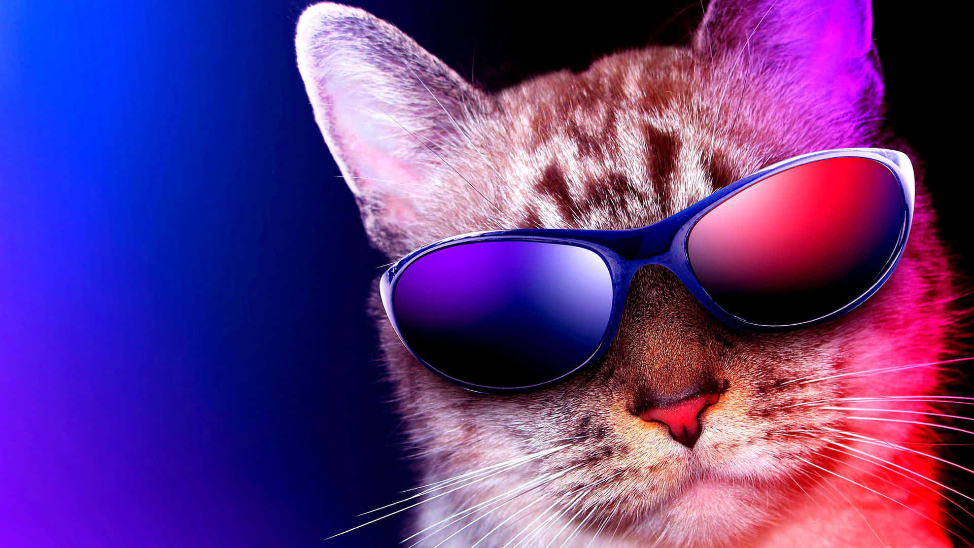A Cat Wearing Sunglasses Background