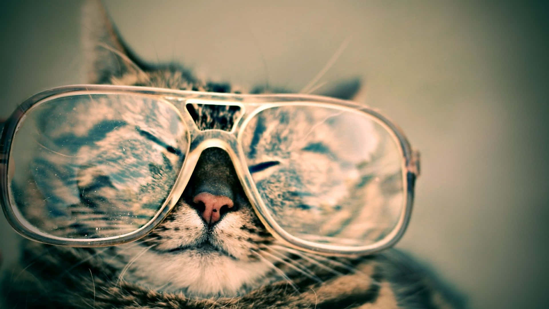 A Cat Wearing Sunglasses Background