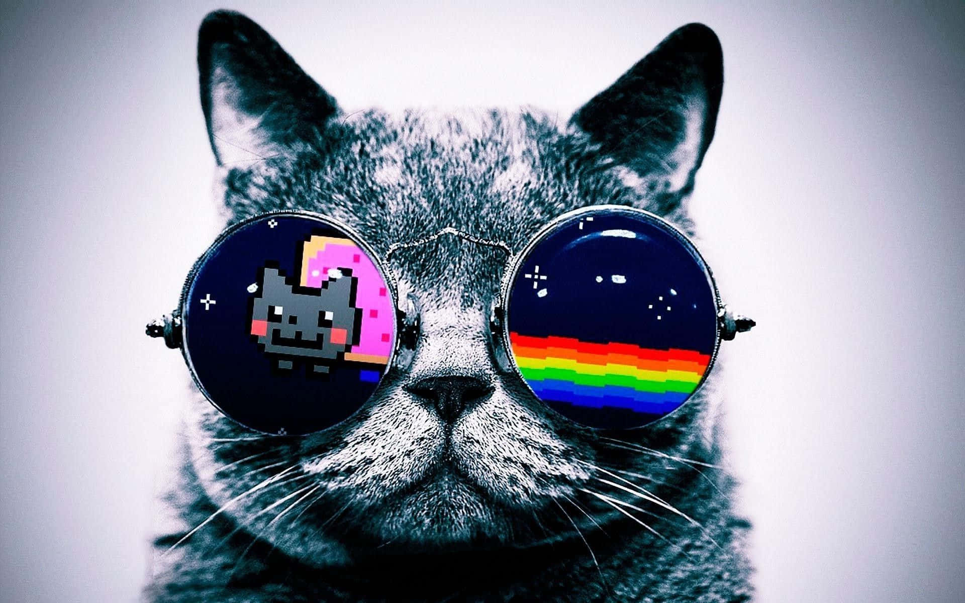 A Cat Wearing Sunglasses With A Rainbow Background