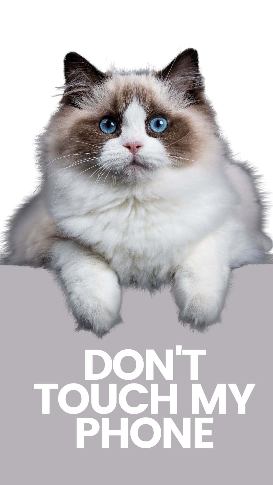 A Cat With Blue Eyes Is Sitting On A Gray Background Background