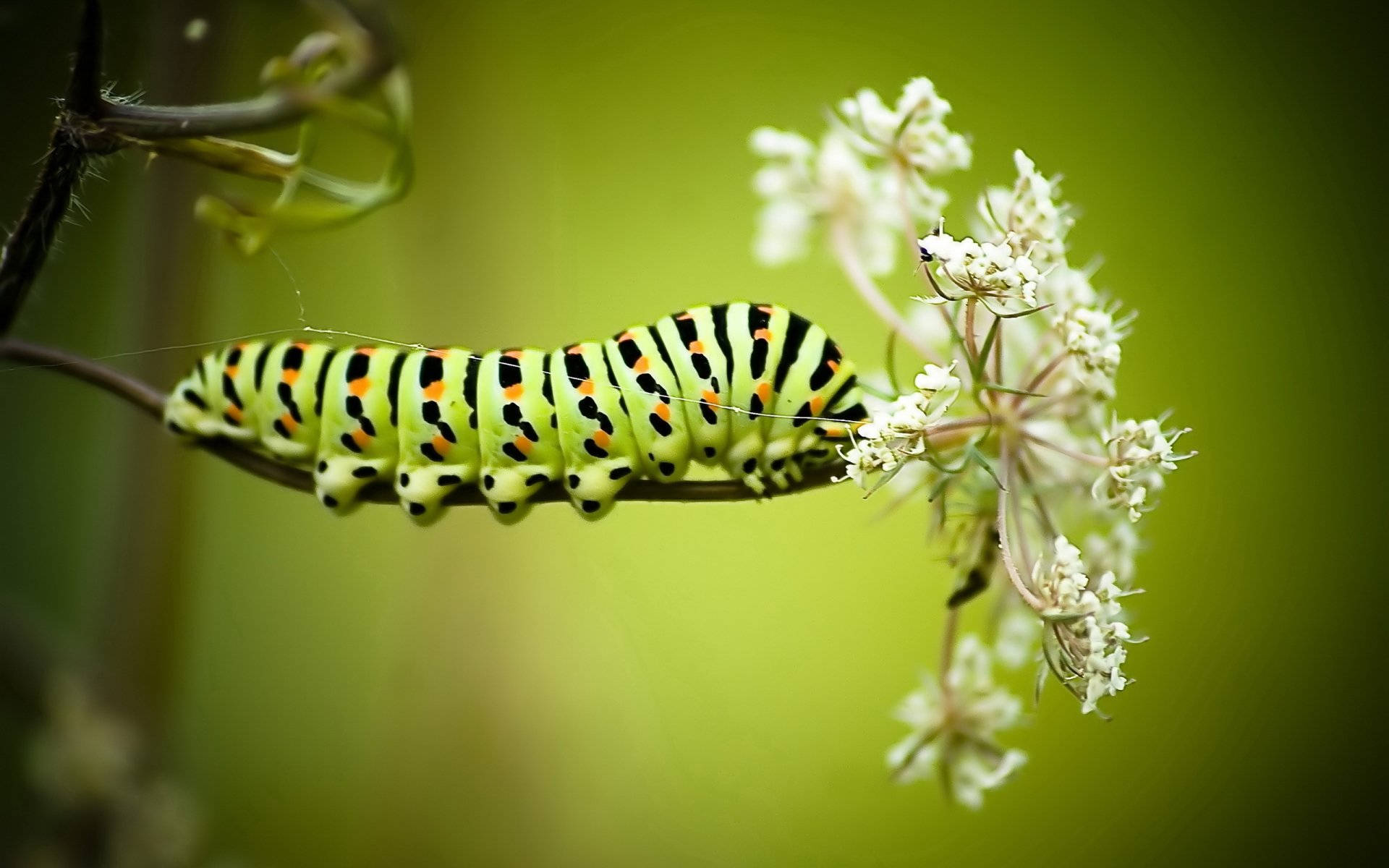 A Caterpillar Insect Enjoying The Bloom Background