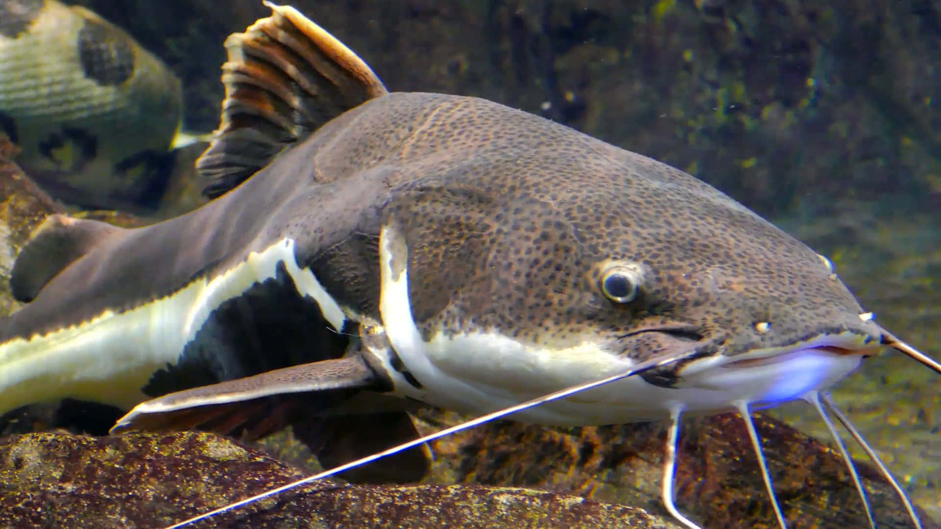 A Catfish Admires Its Habitat Background