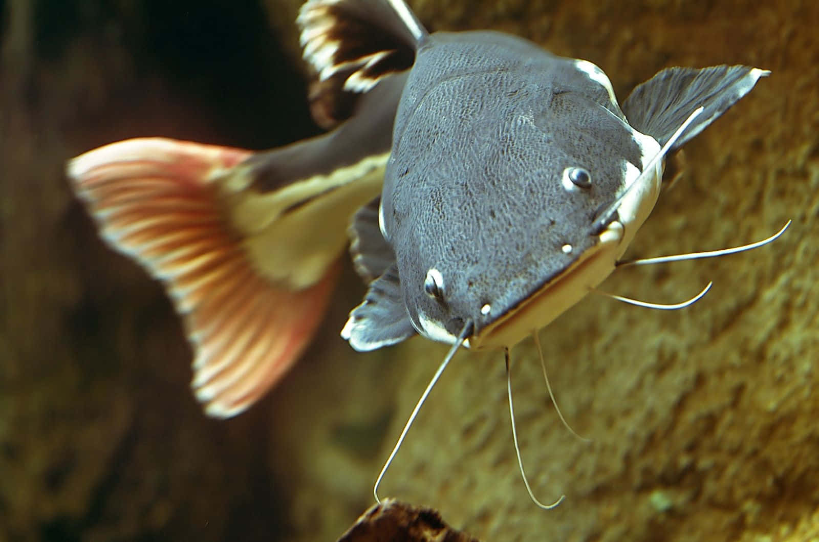 A Catfish Swimming In An Aquarium Background