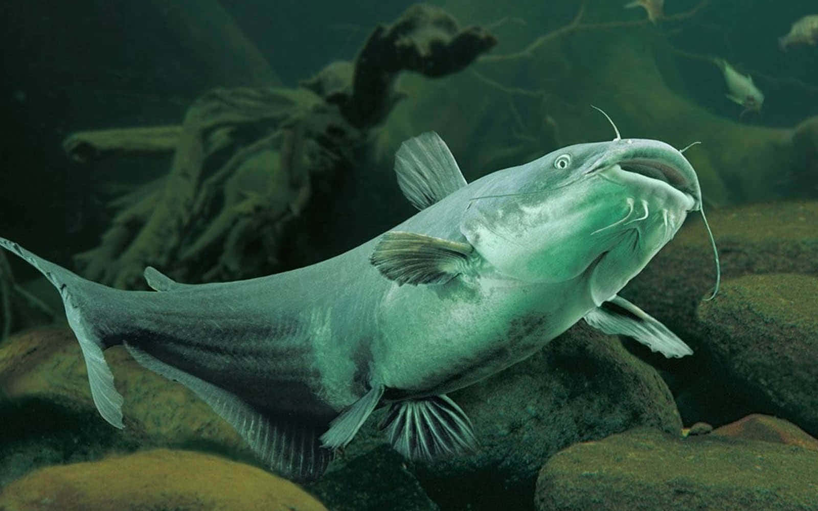 A Catfish Swims In The Depths Of A Tranquil Lake Background