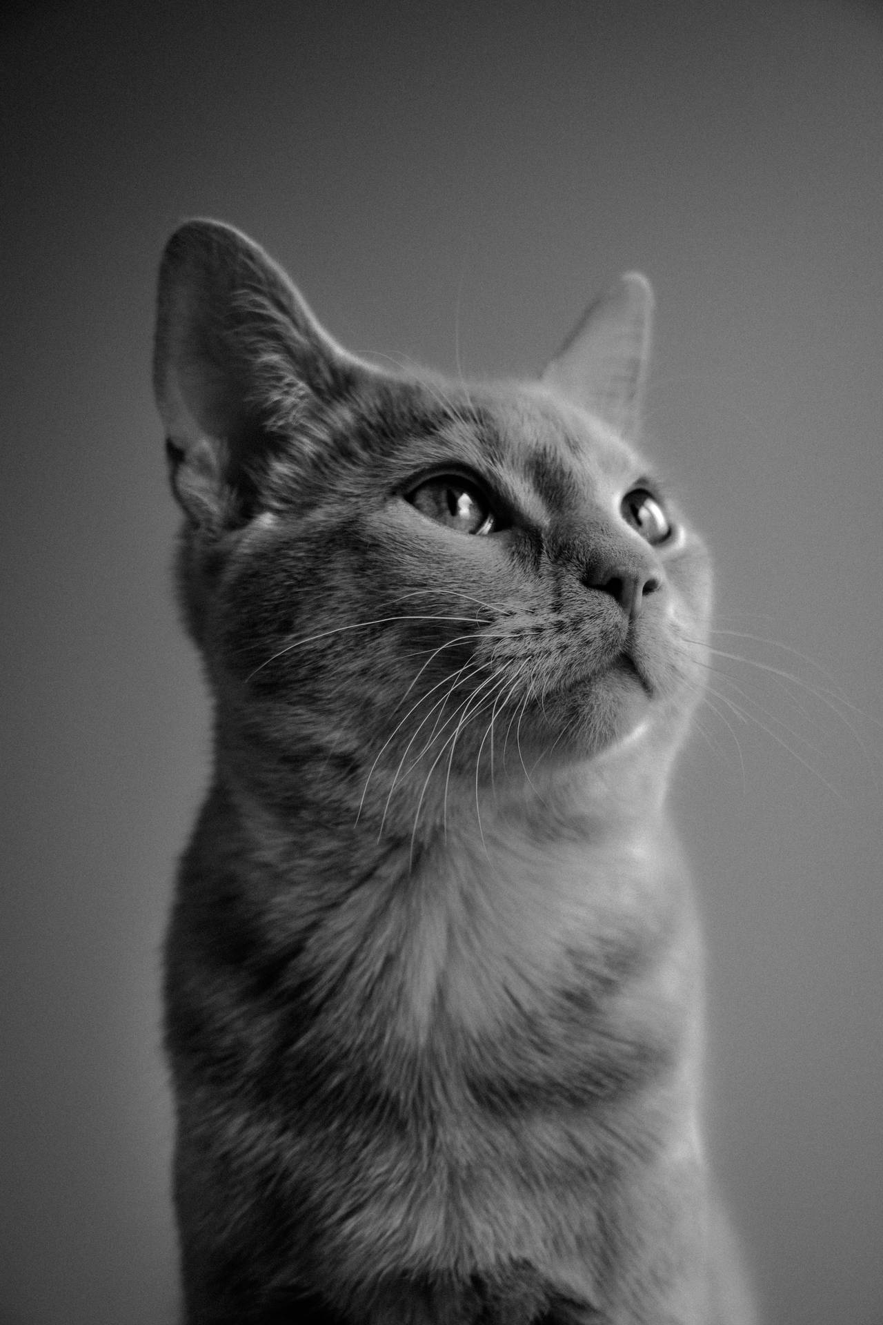 A Cat’s Black And White Portrait Background