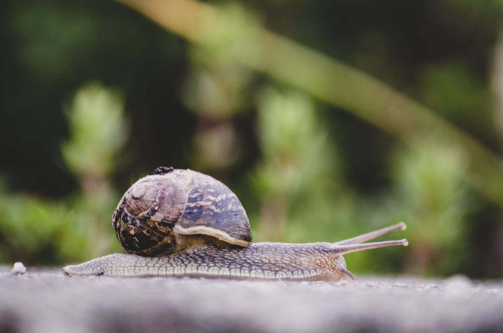 A Charging Snail Background