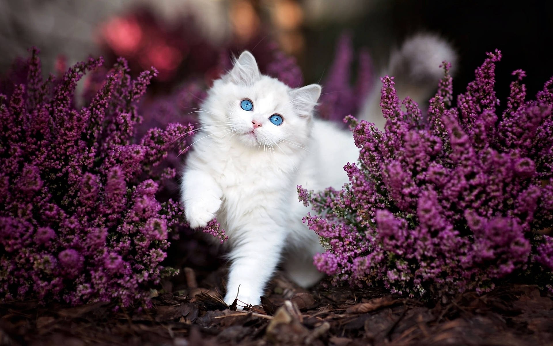 A Charming Kitten Exploring The Lavender Path Background