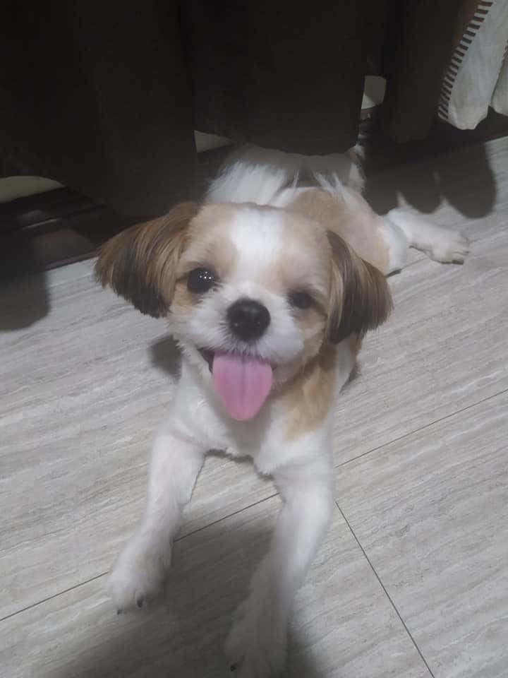 A Charming Tri-colored Shih Tzu Relaxing Outdoors