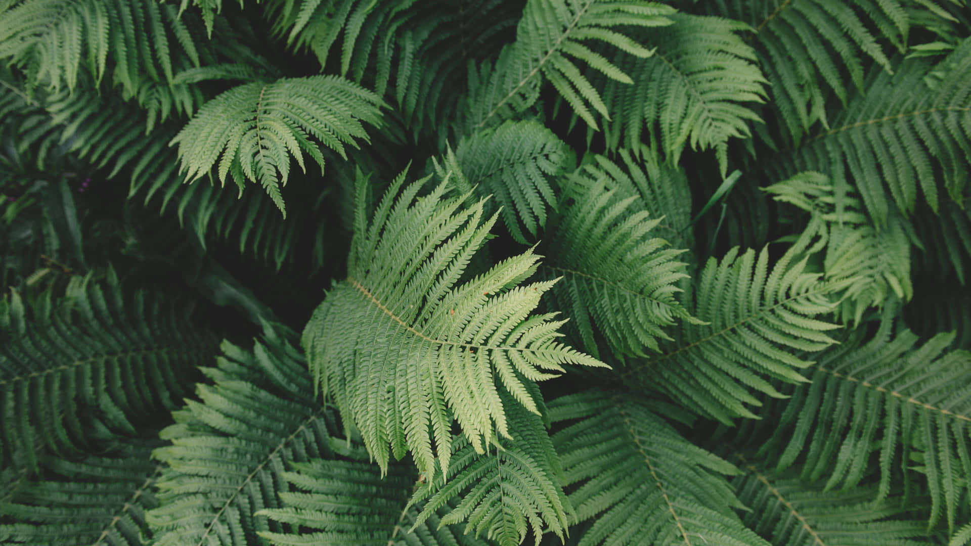 A Cheerful Little Plant For Your Home Background