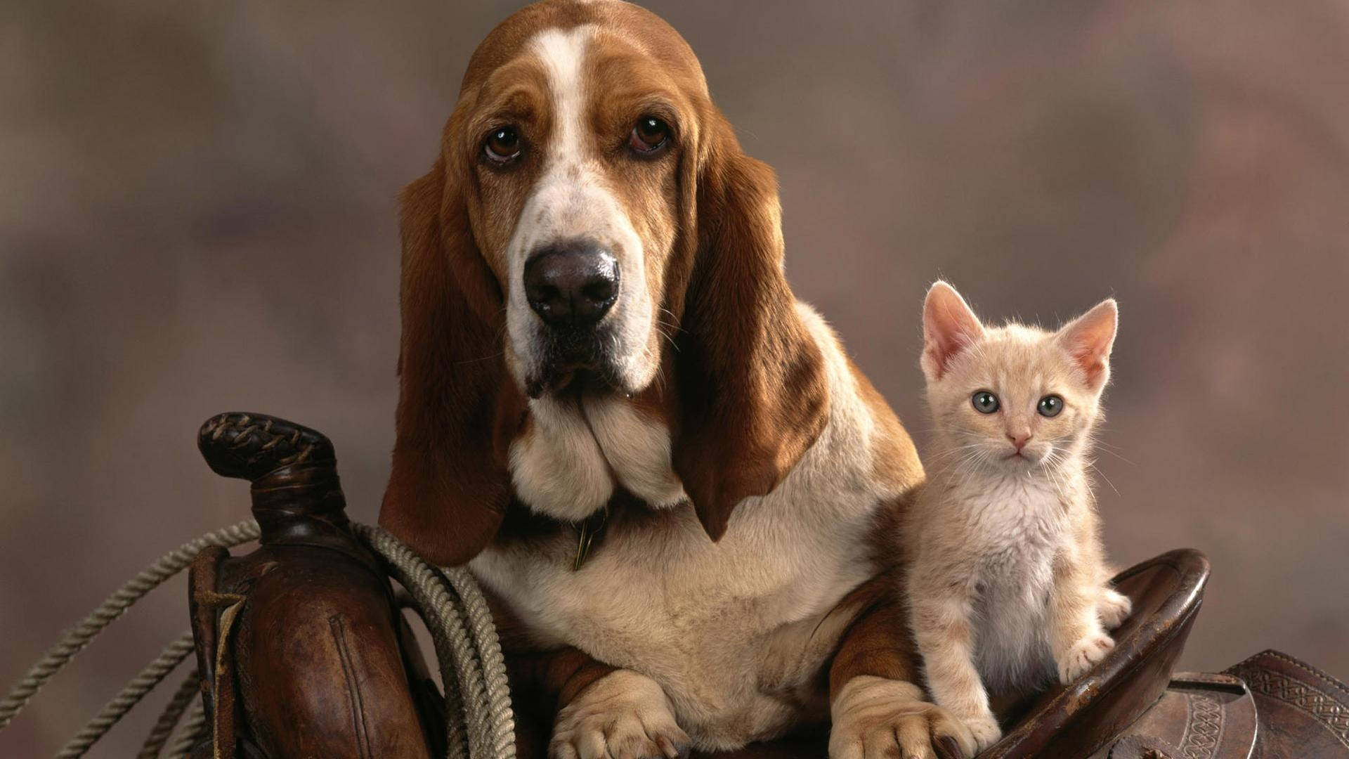 A Cheerful Moment Between A Cat And Dog Background