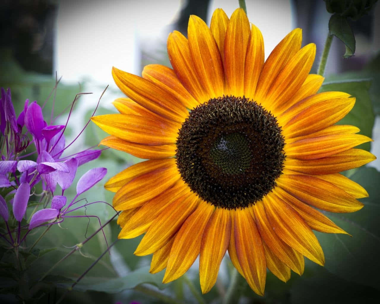 A Cheerful Sunflower Blooms Amongst A Sea Of Green. Background