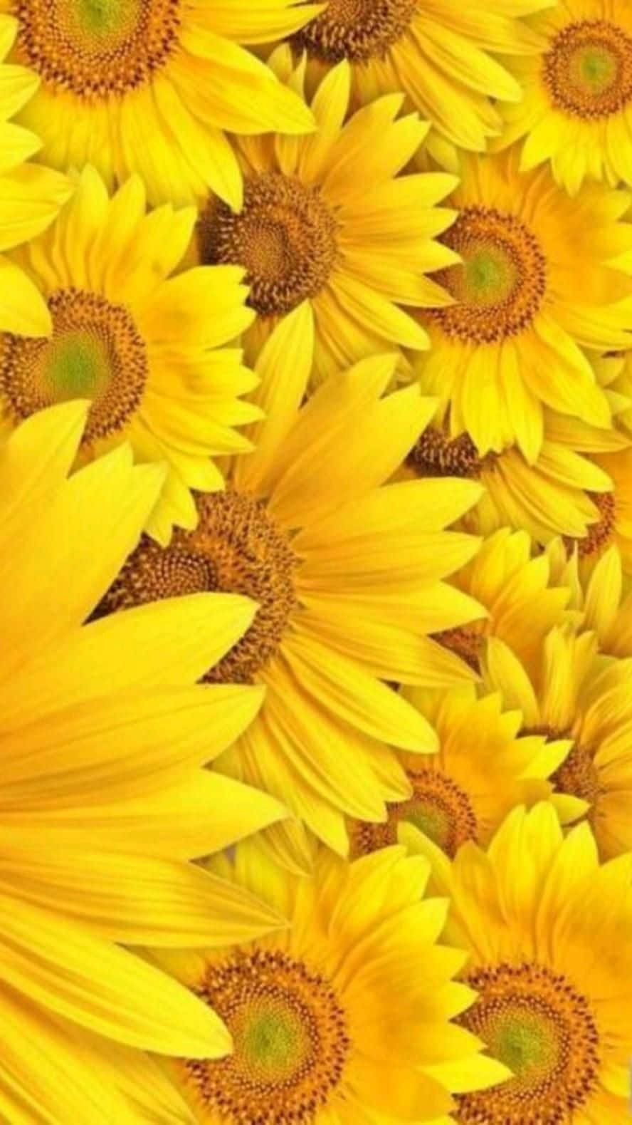 A Cheerful Sunflower In Sunny Yellow. Background