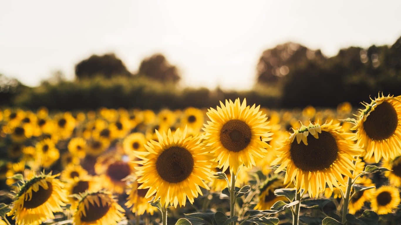 A Cheery Sunflower Basking In The Sunshine Background