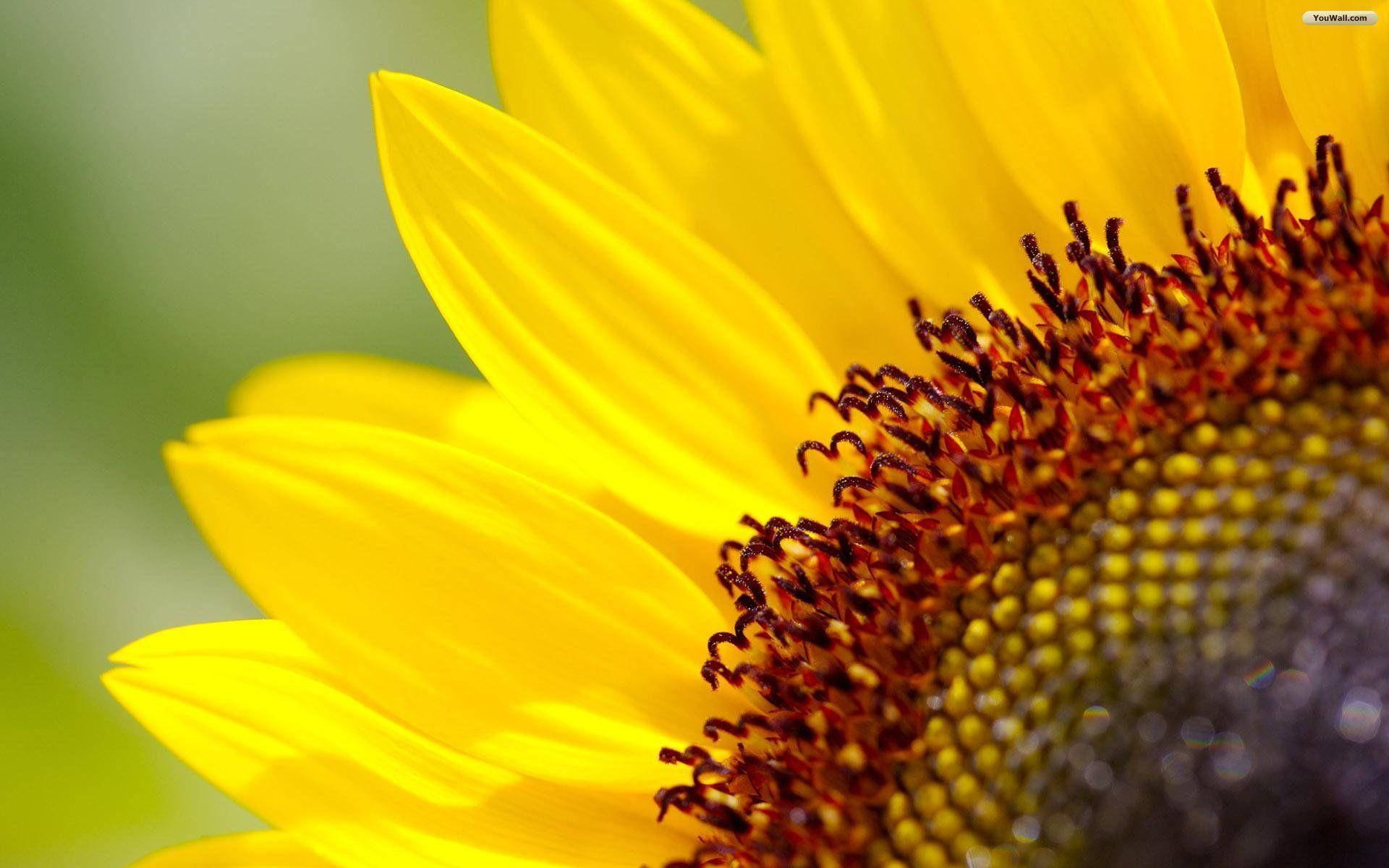 A Cheery Sunflower For Your Desktop Background