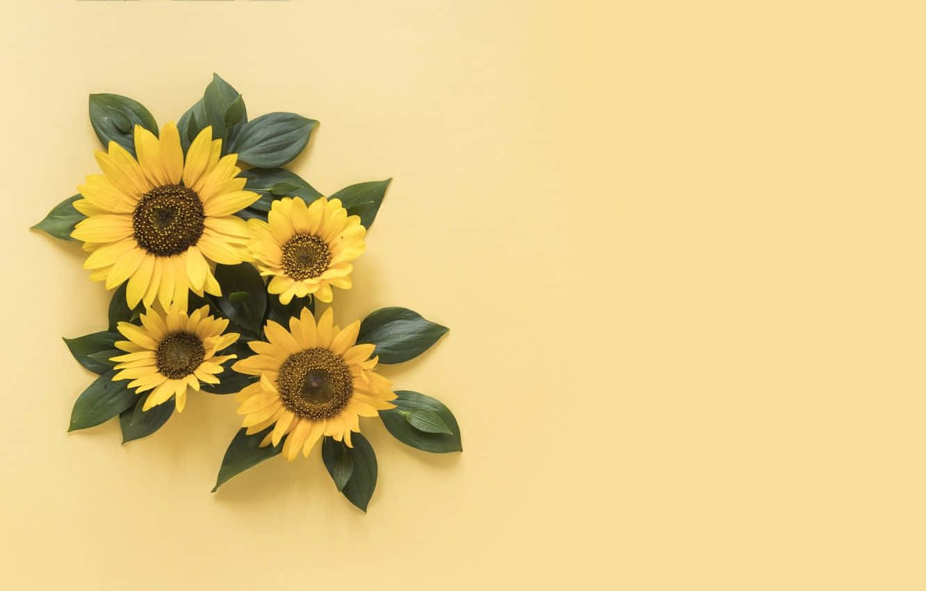A Cheery Sunflower In A Brilliant Yellow Hue Background