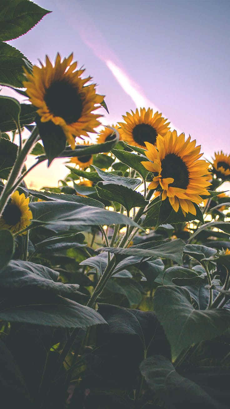 A Cheery Sunflower Smiles In The Sunshine Background