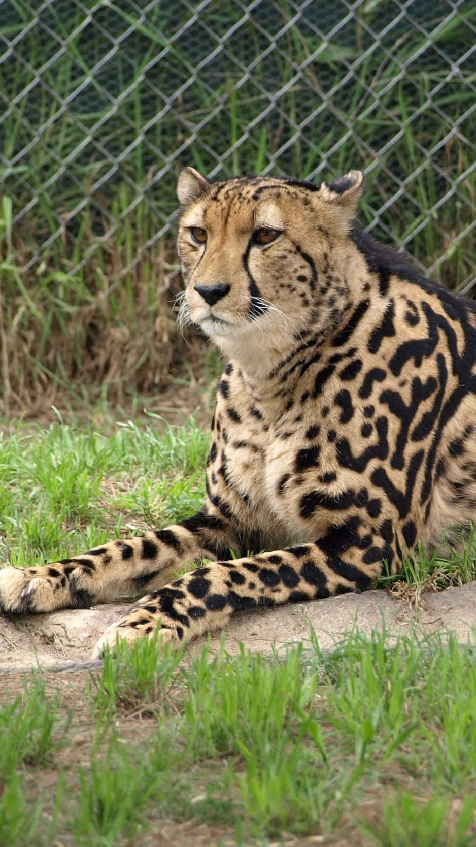 A Cheetah Laying On The Ground In Front Of A Fence Background