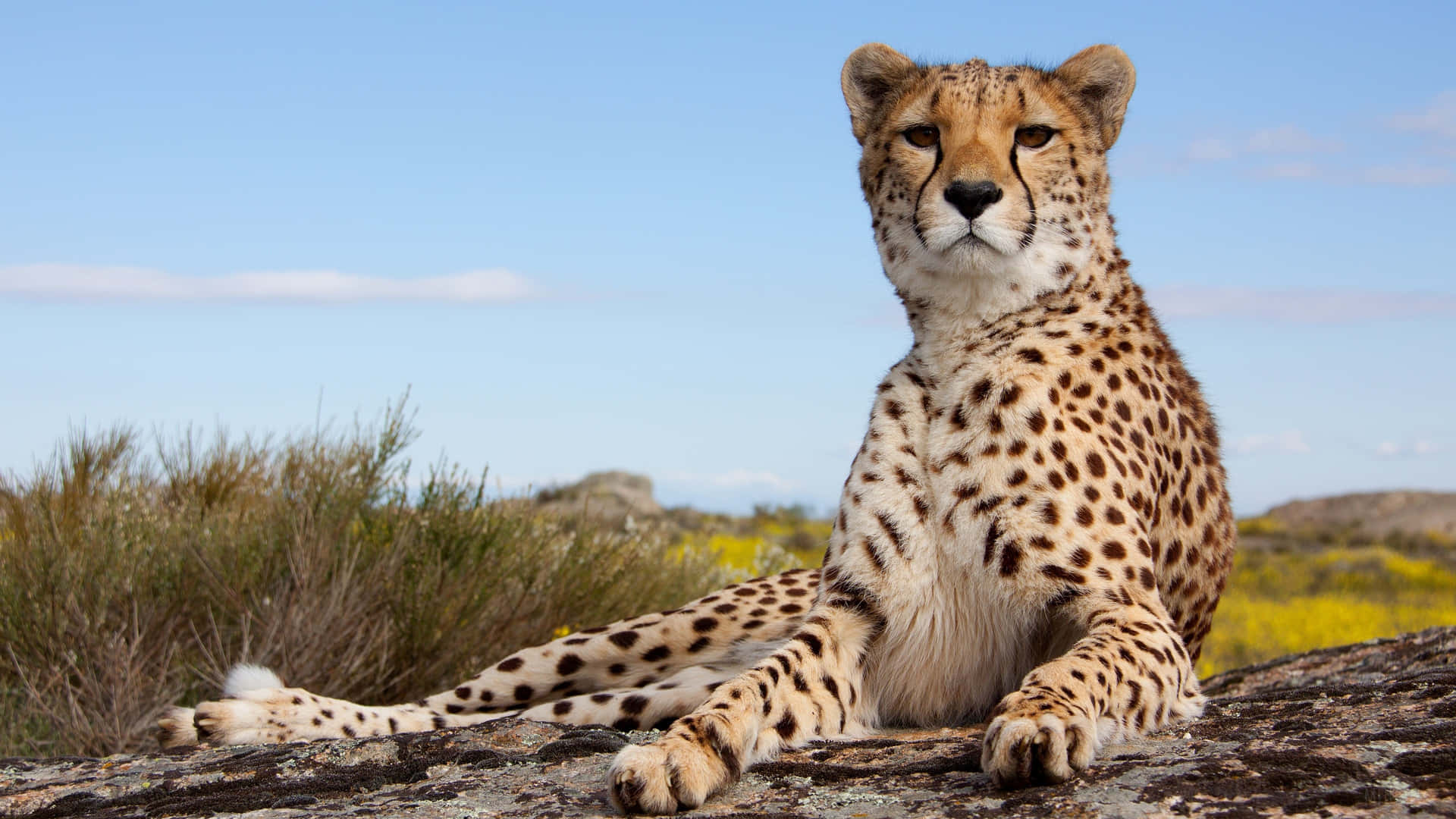 A Cheetah Races Across The Savannah Background