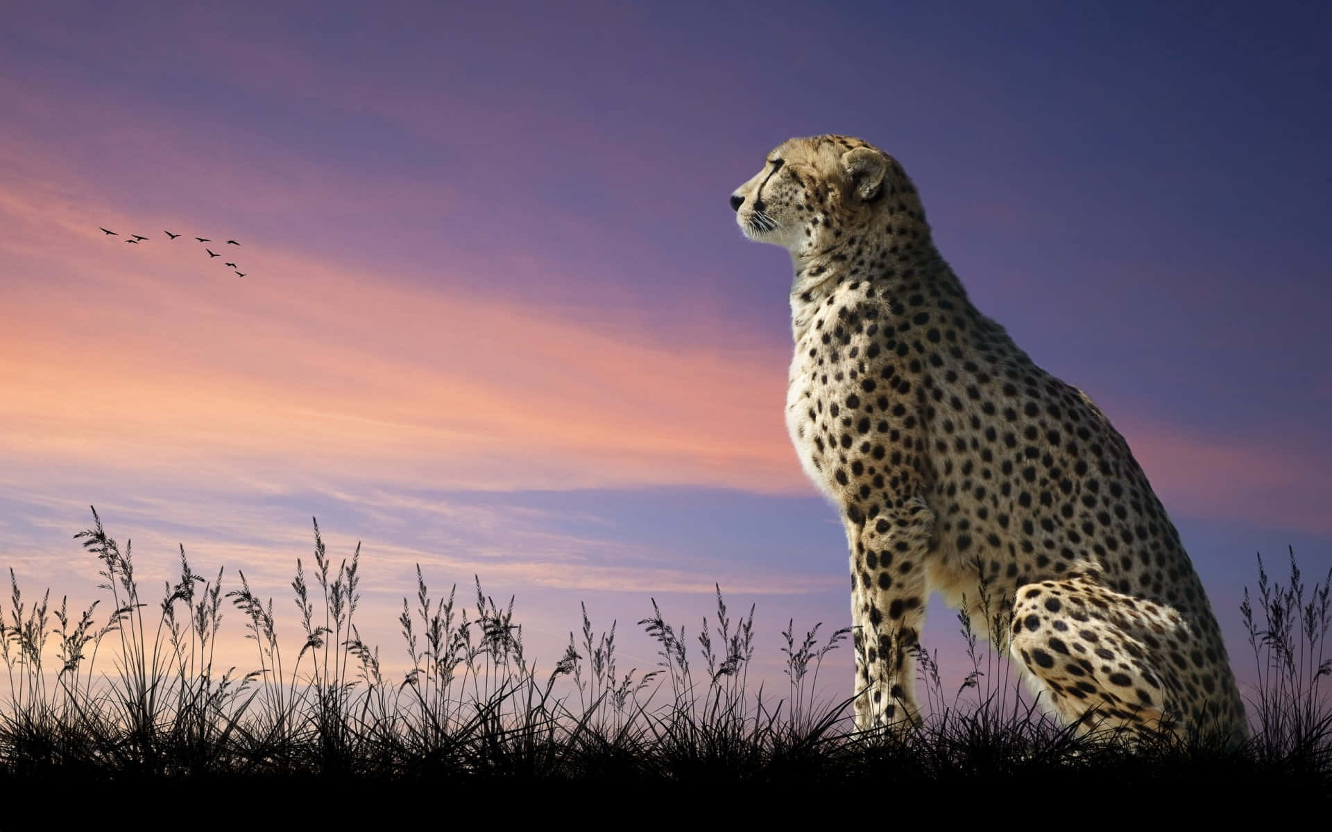 “a Cheetah Roaming Freely In Its Natural Habitat” Background