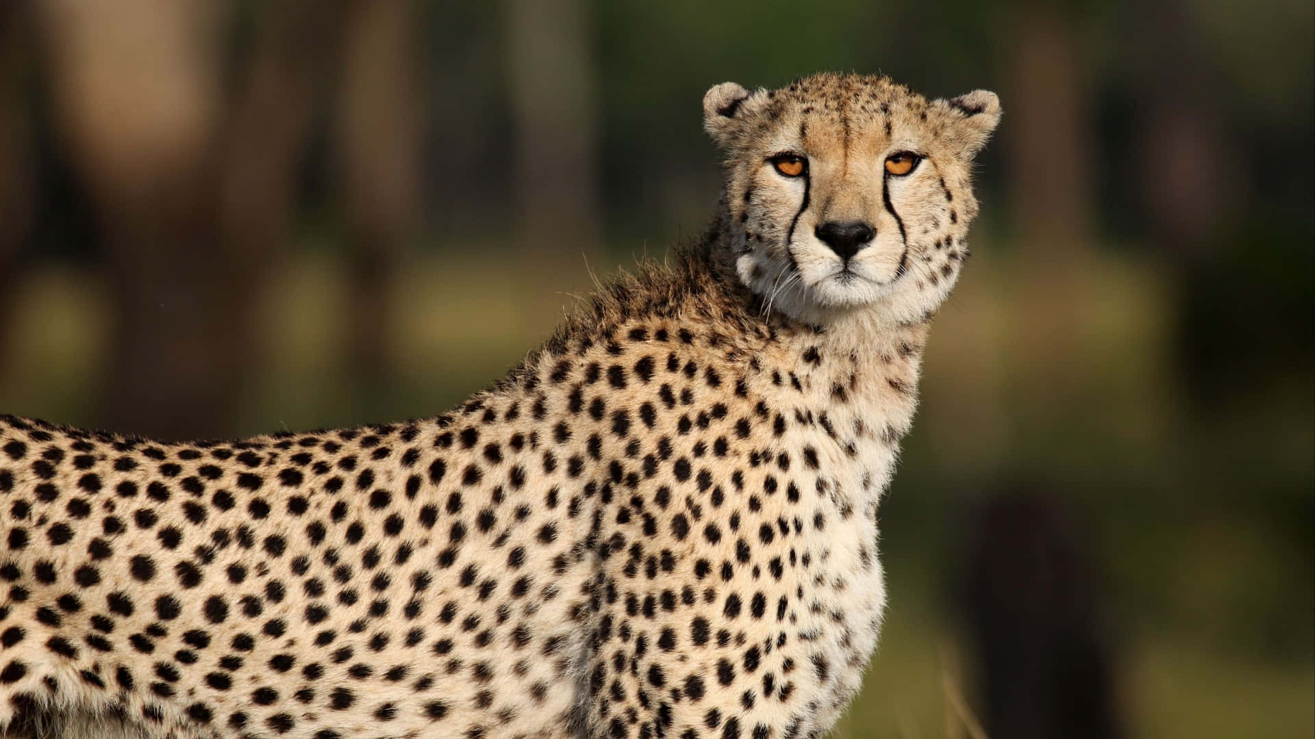 A Cheetah Running On African Grassland Background