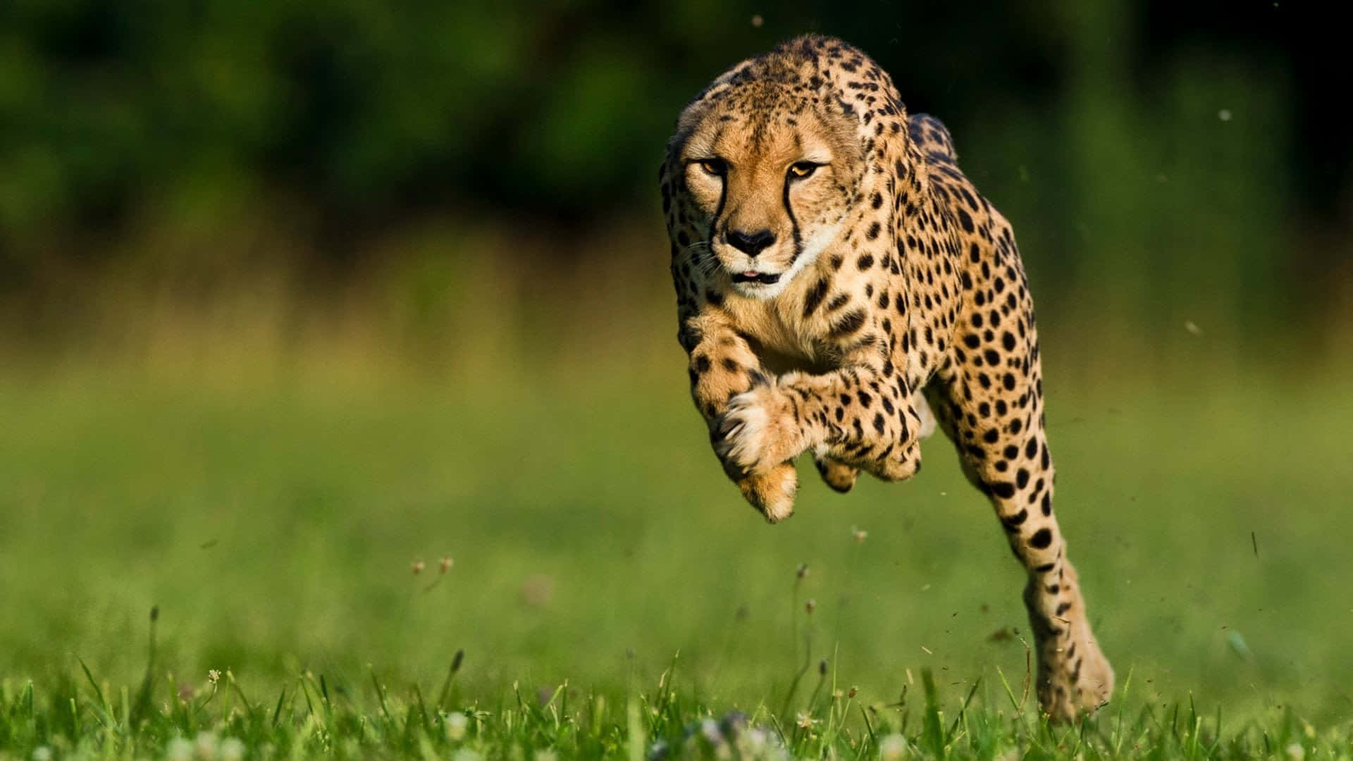 A Cheetah Strides Across The African Plains Background