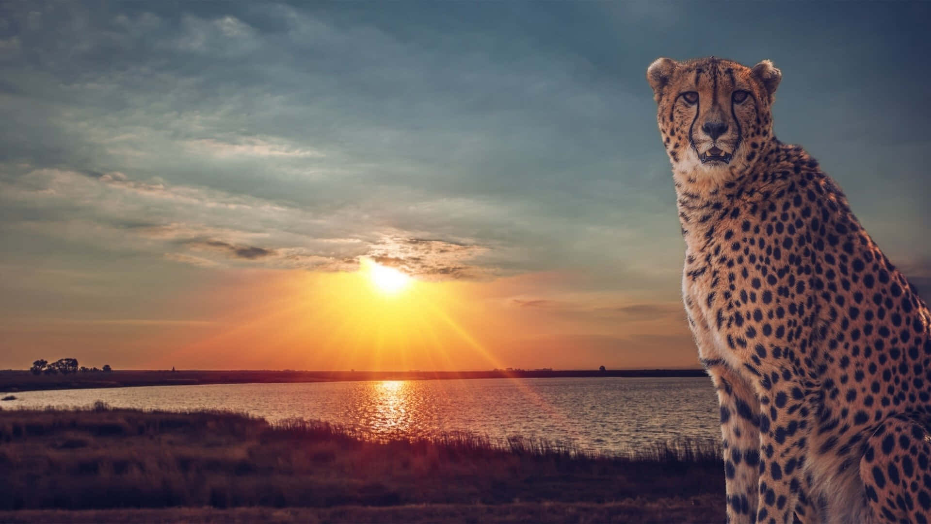 A Cheetah, The World's Fastest Animal, Prowling In Its Natural Environment Background