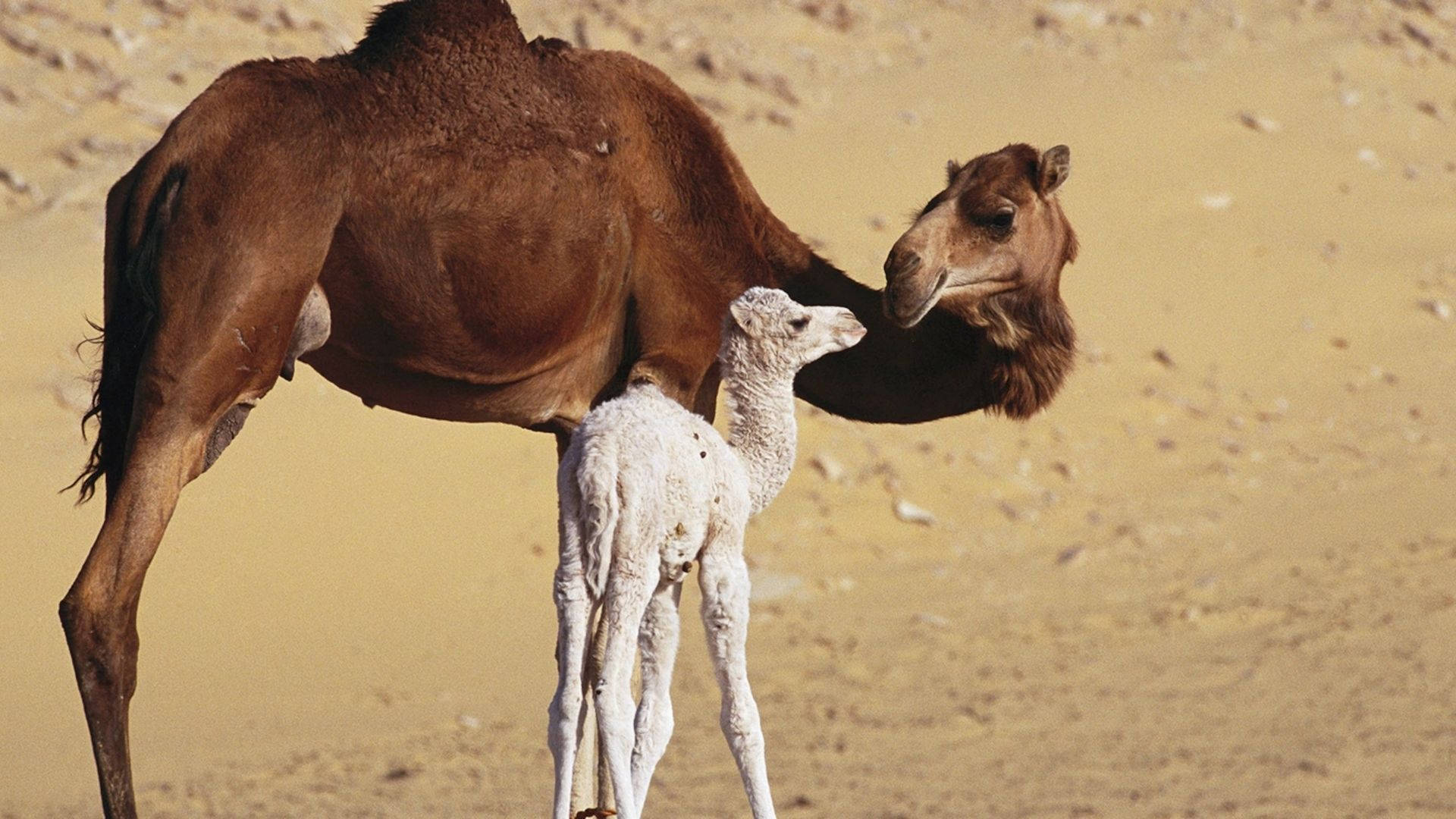 A Cherished Moment Between A Mother Camel And Her Baby