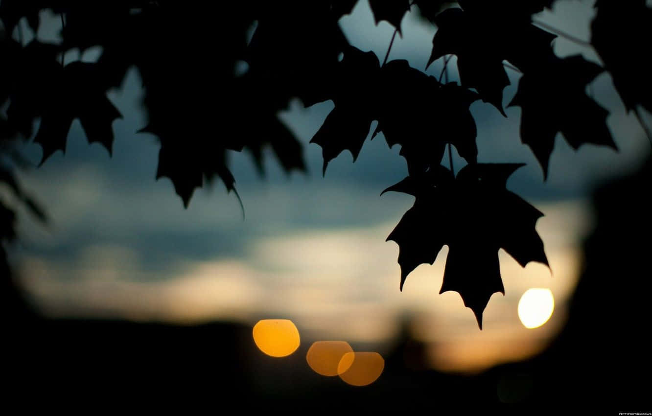 A Chilly Dark Autumn Morning Background