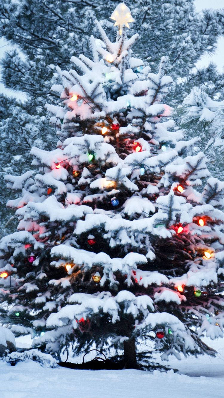 A Christmas Tree In The Snow Background