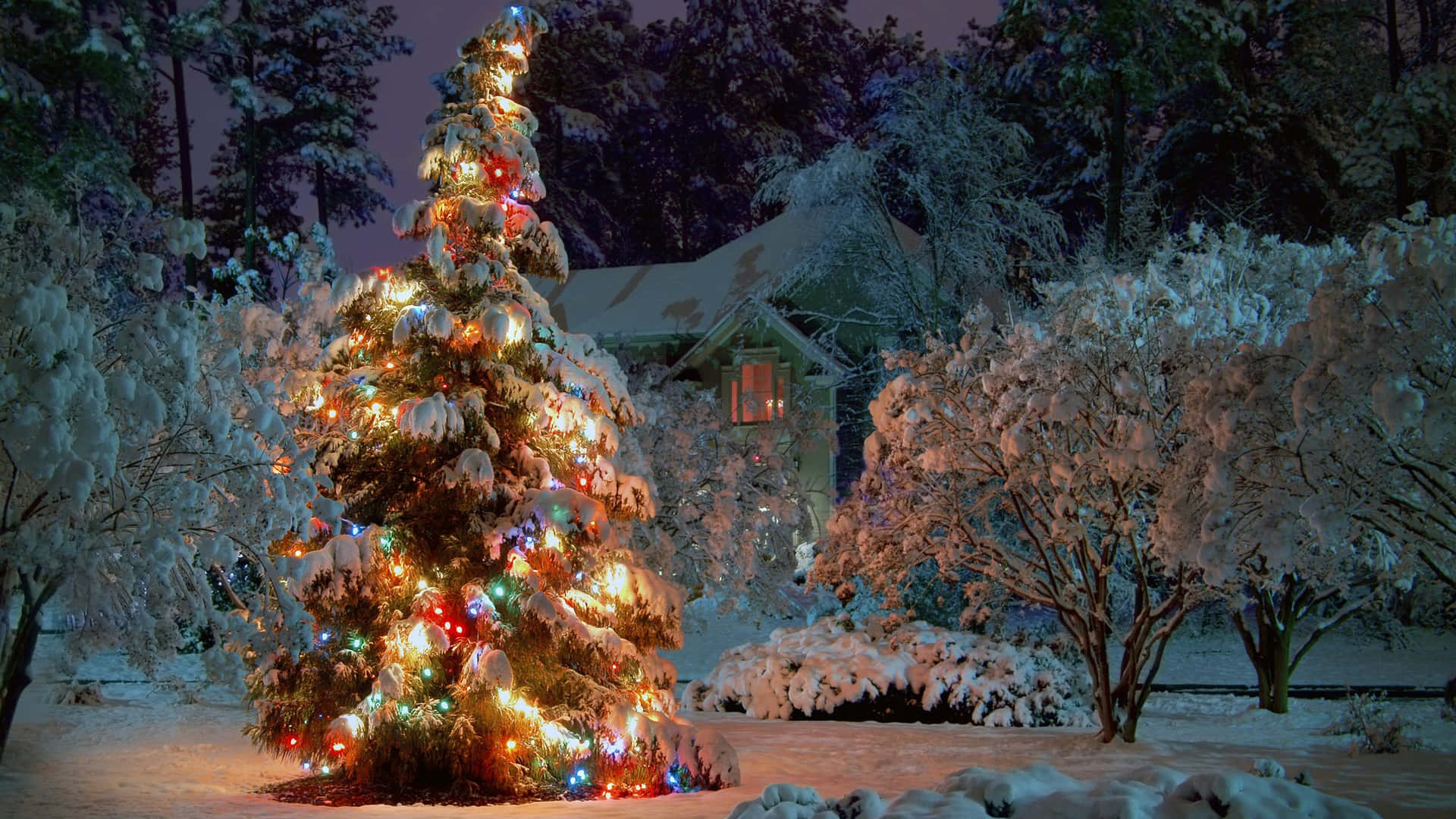 A Christmas Tree In The Snow With Lights On It Background