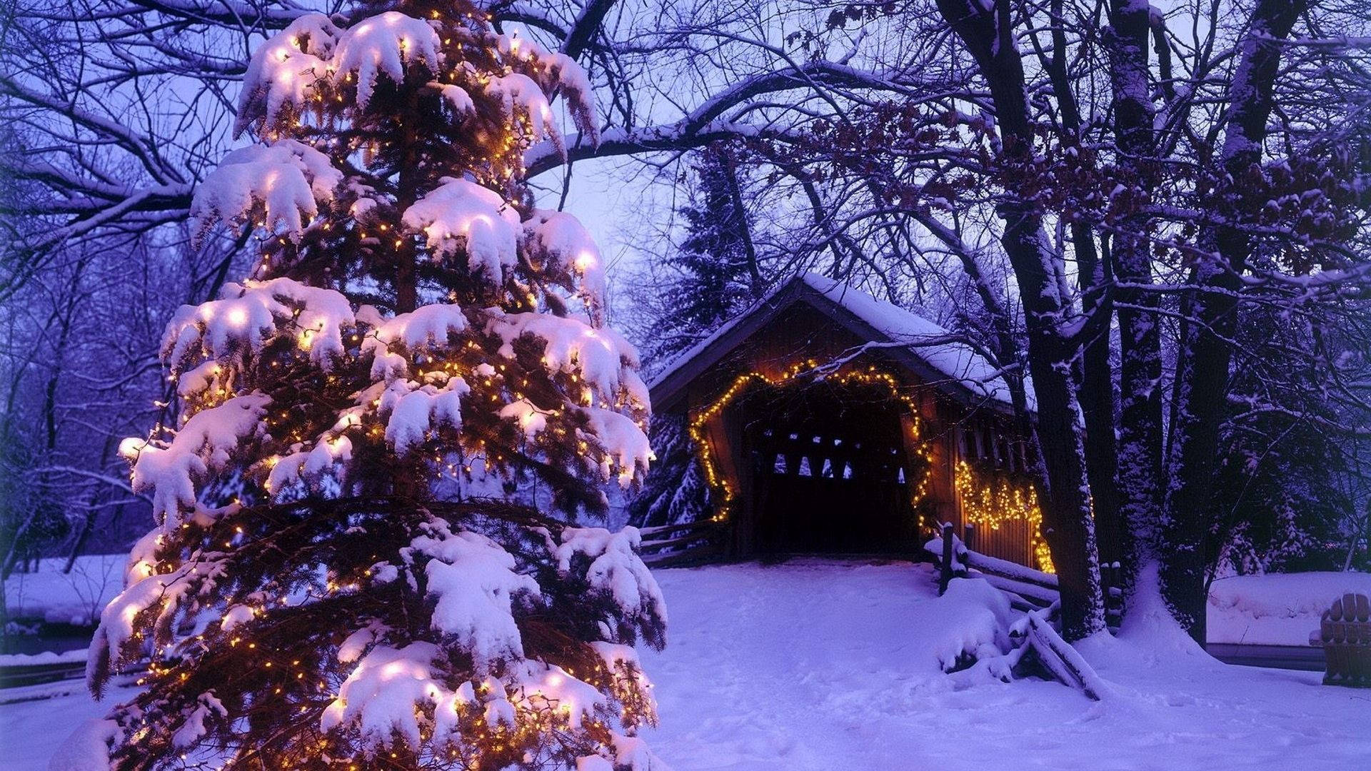 A Christmas Tree Is Lit Up In The Snow Background