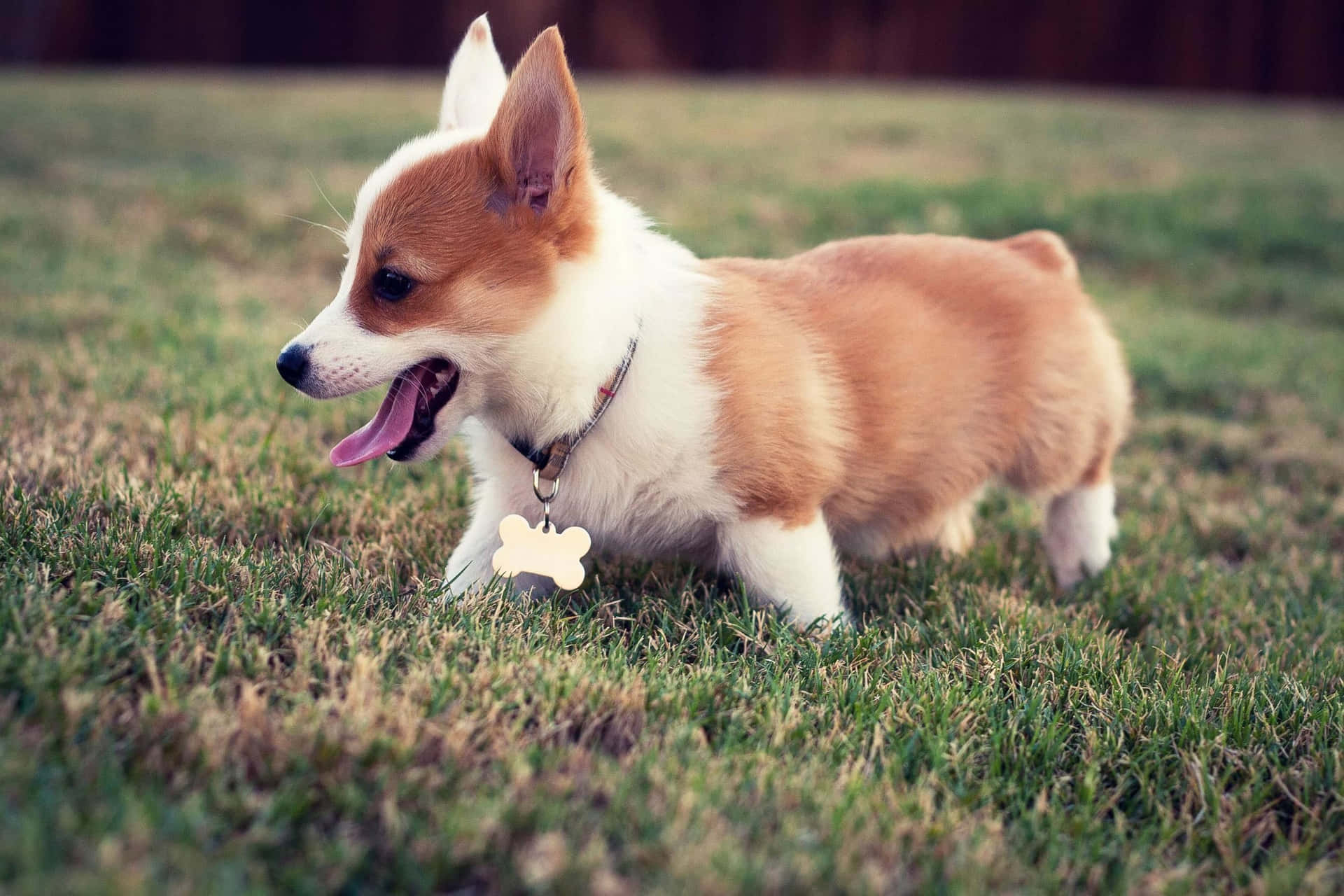 A Chubby Dog Enjoying The Outdoors Background