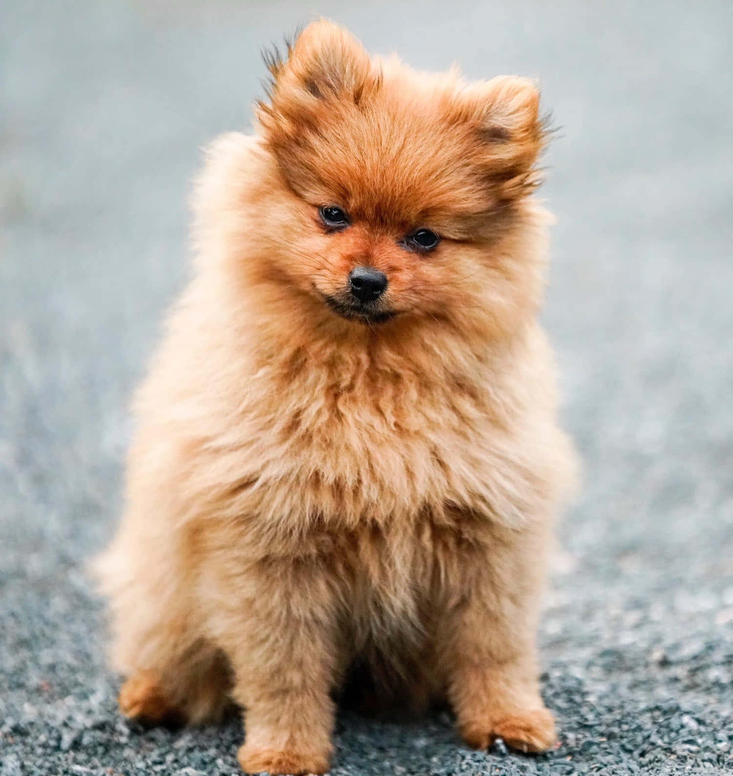 A Chubby Pup Full Of Life Background