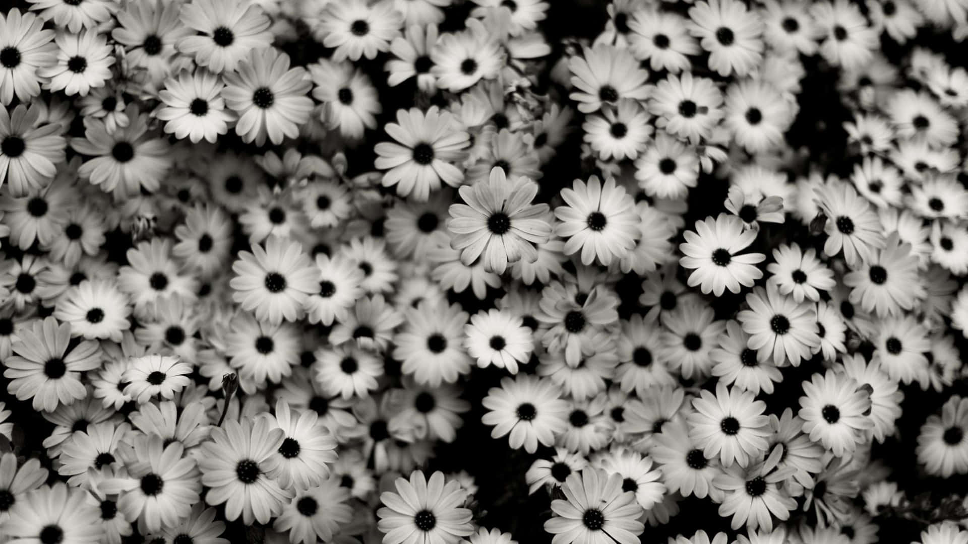 A Classic, Timeless Beauty Background