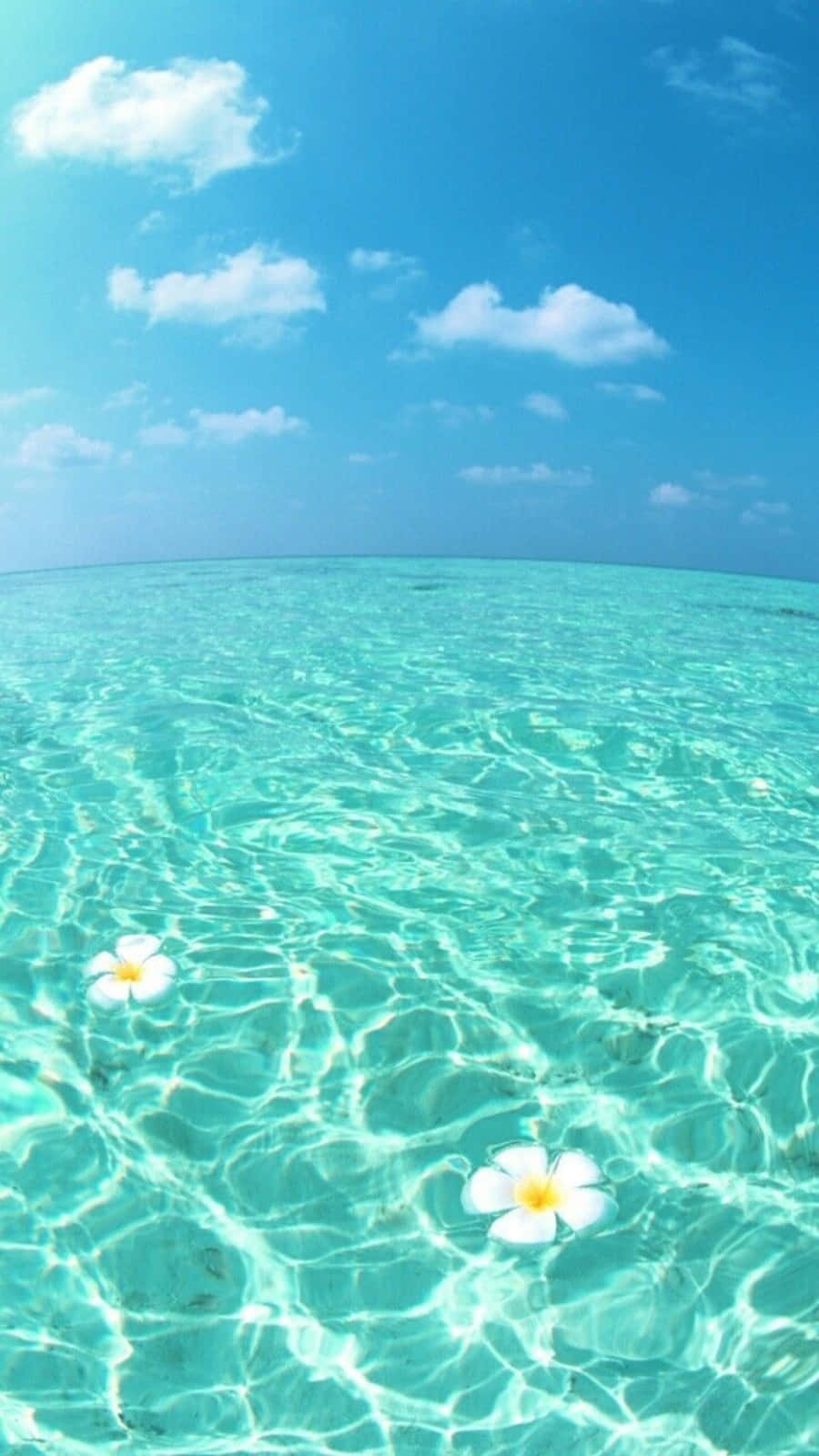 A Clear Blue Ocean With White Flowers Floating In The Water