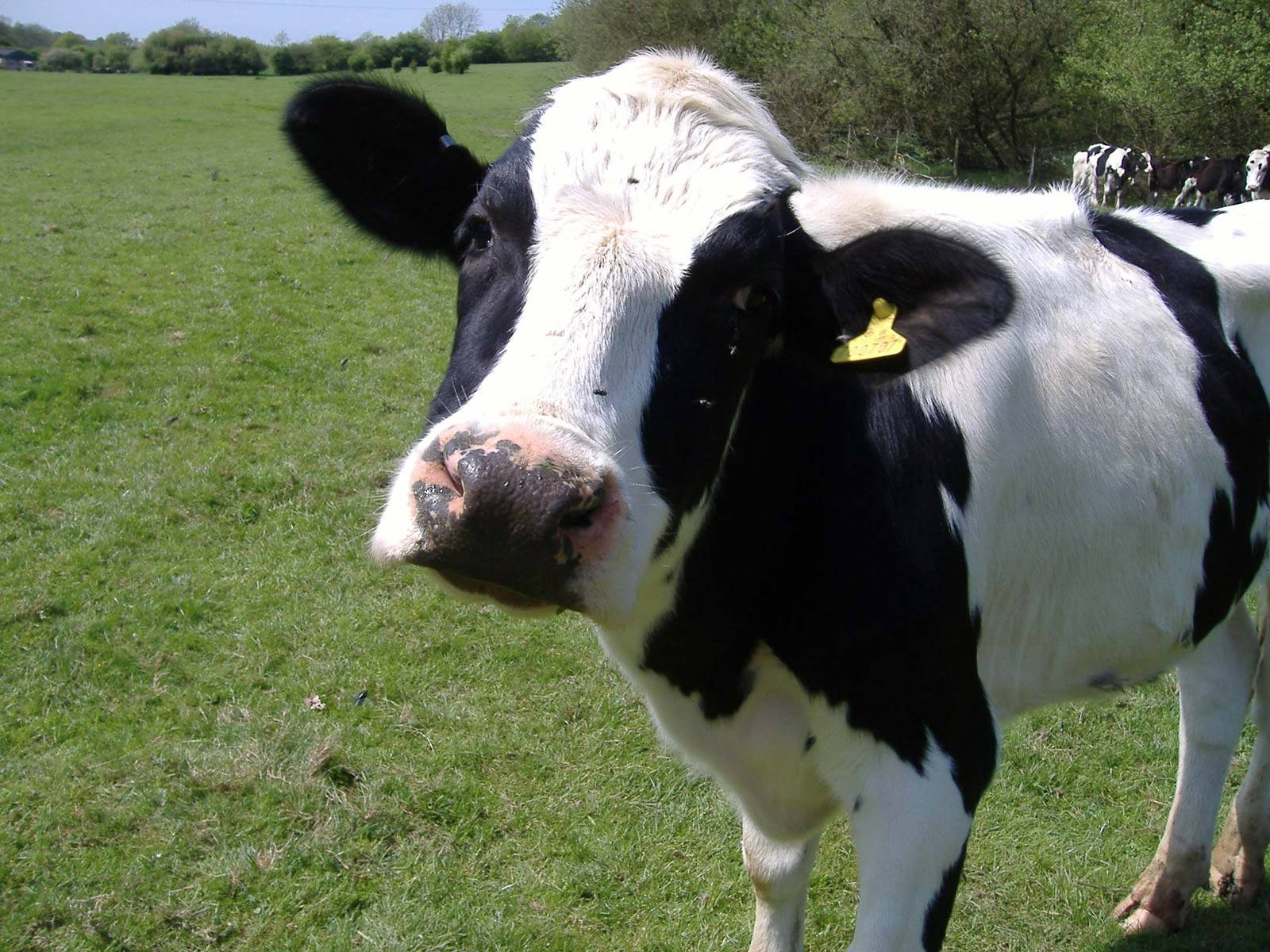 A Close Look Of A Contented Cow With A Yellow Tag