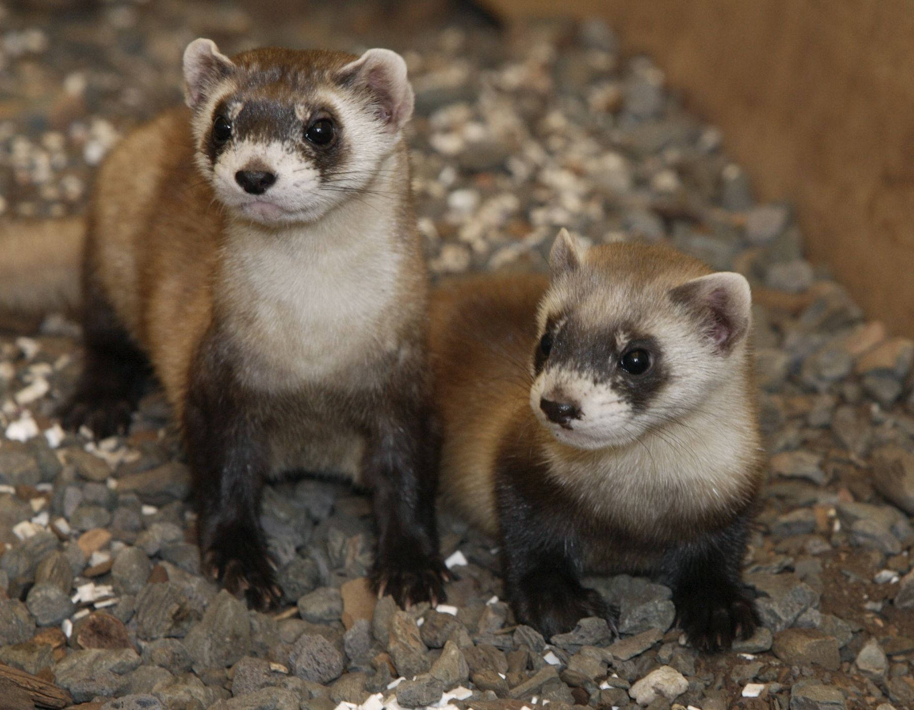 A Close-up Image Of A Black-footed Ferret