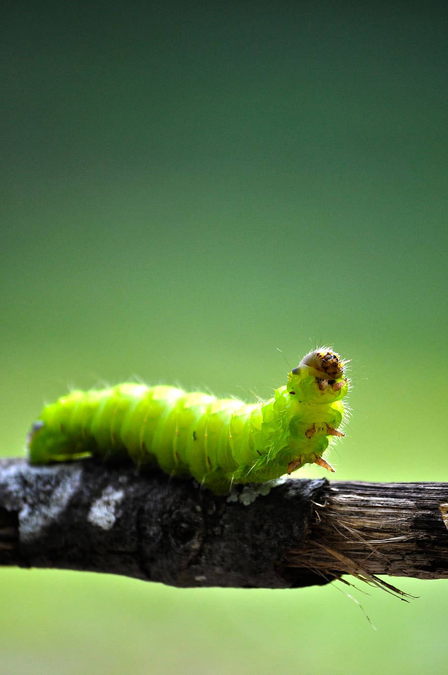 A Close-up Journey With A Garden Worm Background