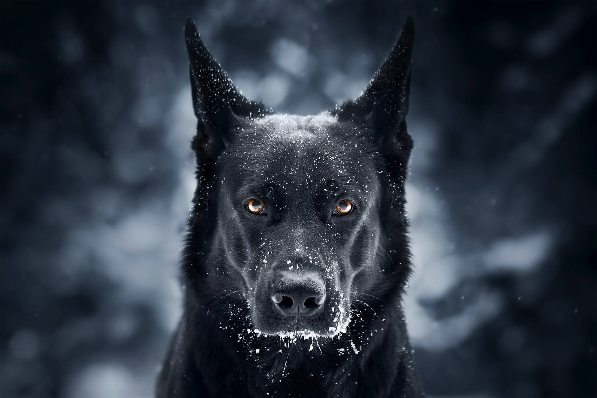 A Close-up Look At A Majestic German Shepherd Dog