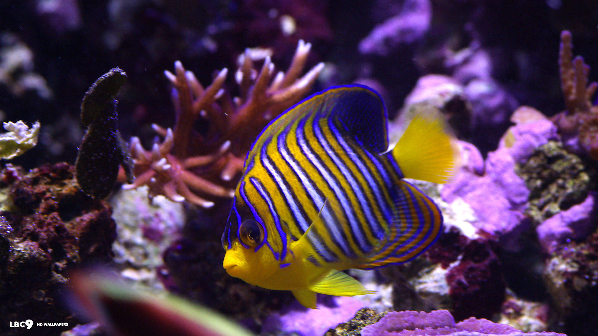 A Close-up Look At A Small Yellow And Blue Fish Background