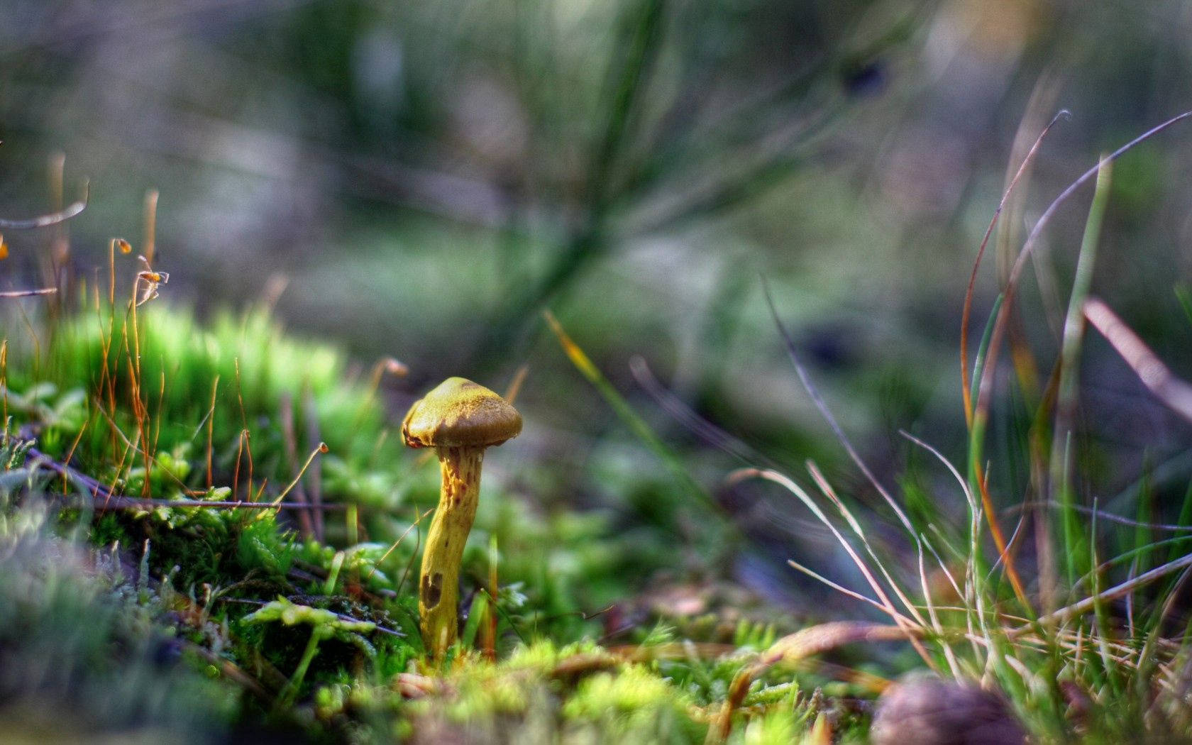 A Close-up Look Of A Green Mushroom Growing Against A Patch Of Grass Background