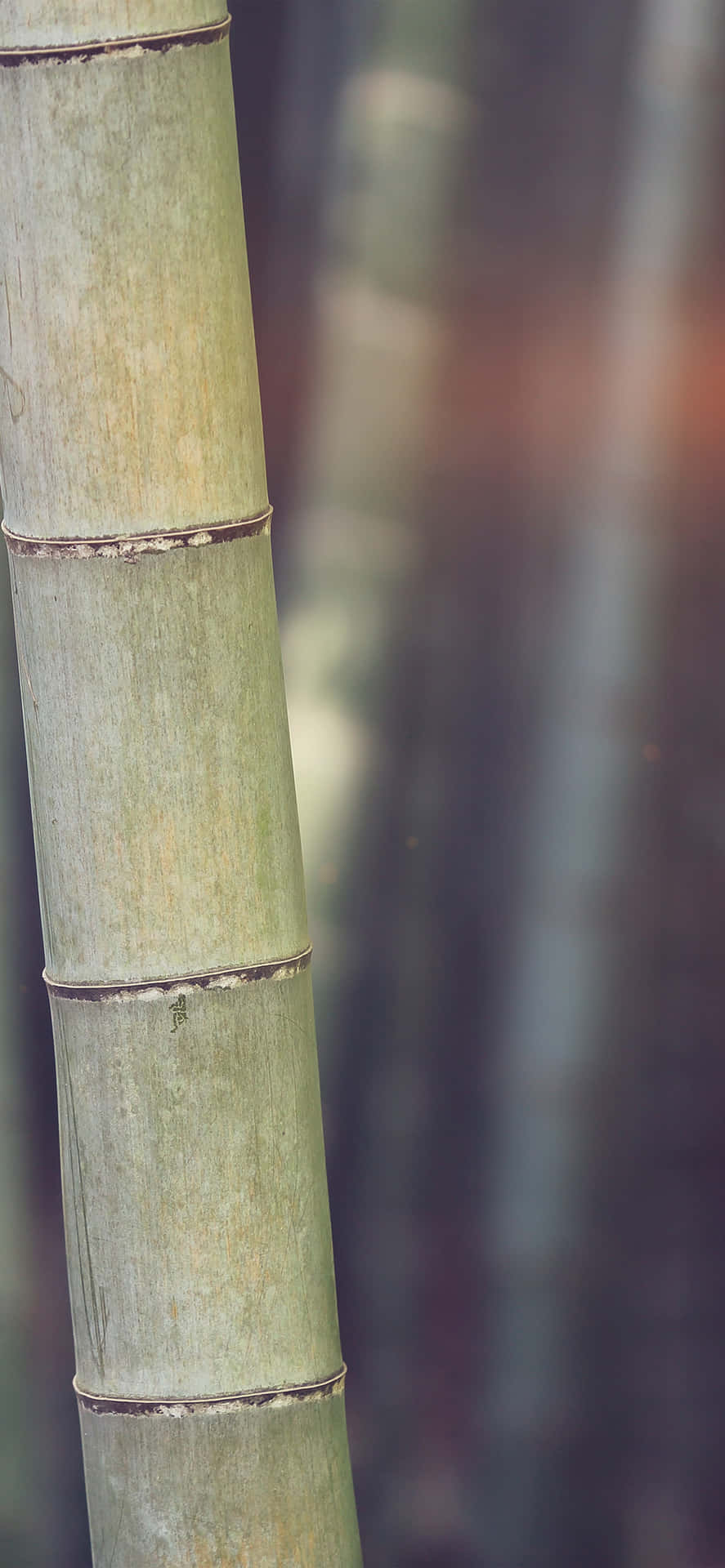 A Close Up Of A Bamboo Tree Background