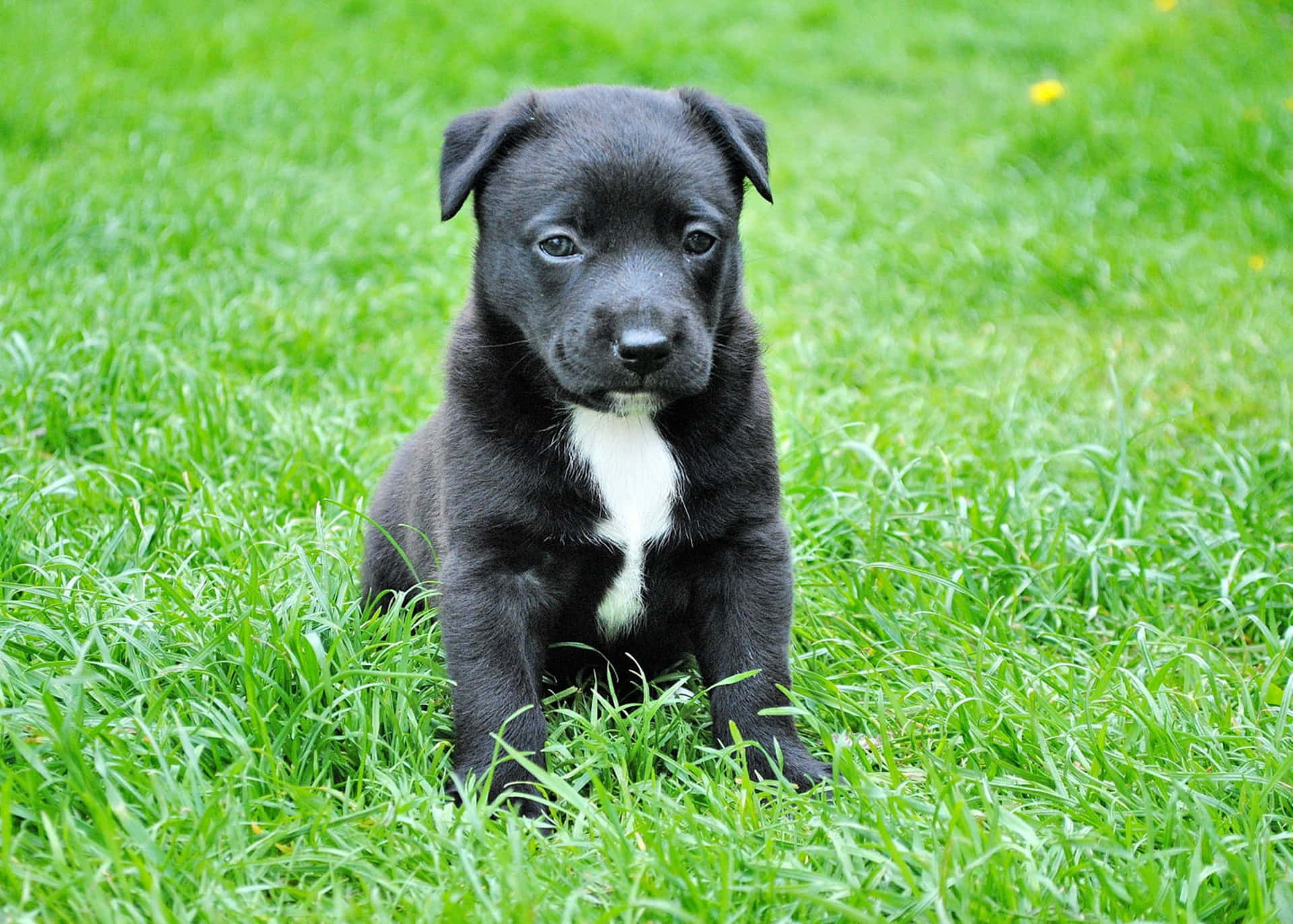 A Close Up Of A Beautiful Black Pitbull Background