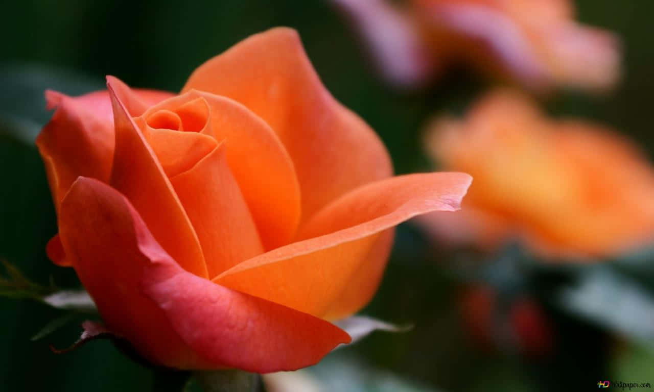 A Close-up Of A Beautiful Deep-pink Rose Background