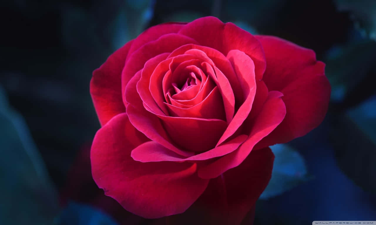 A Close-up Of A Beautiful Rose Background